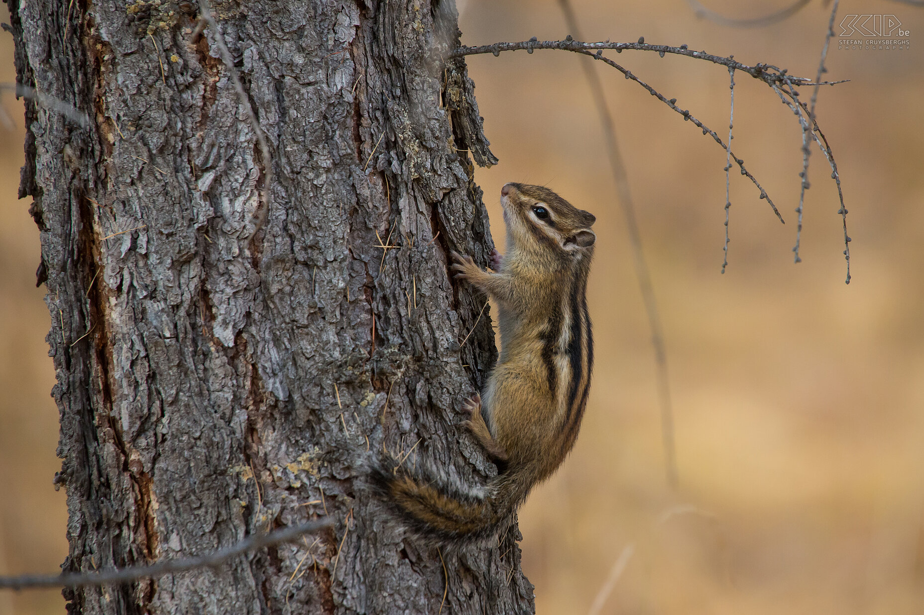 Khan Khentii - Siberische grondeekhoorn Een kleine Siberische grondeekhoorn (Siberian chipmunk, Eutamias sibiricus). Stefan Cruysberghs